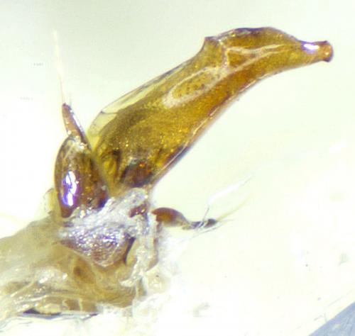 Asaphidion austriacum